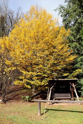 Carpinus betulus 'Fastigiata' - habr obecný - celek podzim